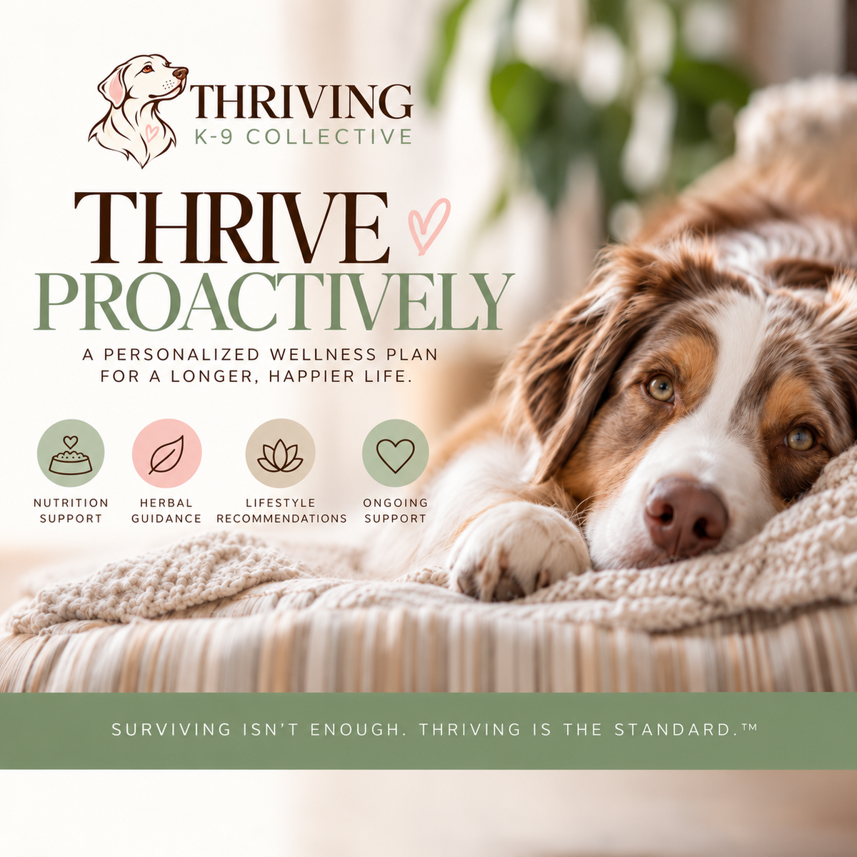 Thrive Proactively | Personalized Canine Wellness Plan